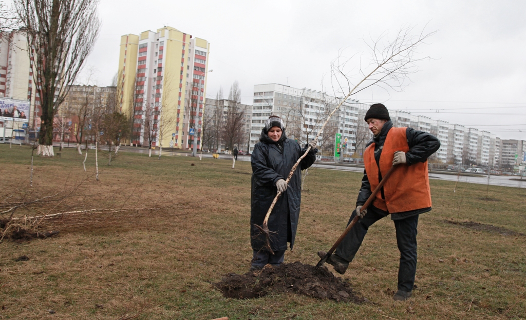 Здесь вырастут березы