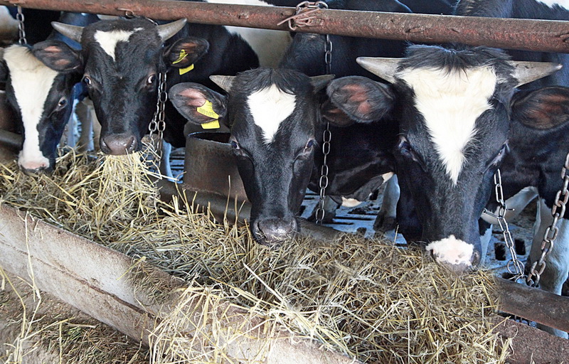 Коровы кормами довольны