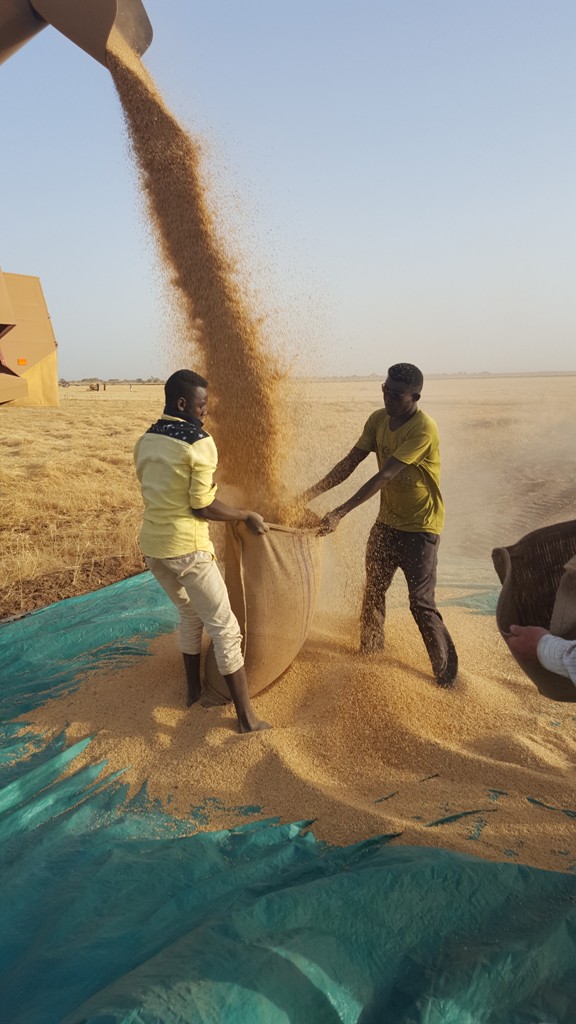 Хорошее зерно!