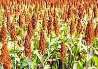 В Несвижском районе на уборке кормовых культур работает КВК-8060