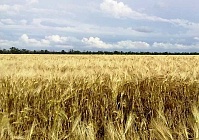 Ставрополье – стратегическое направление для реализации нашей техники